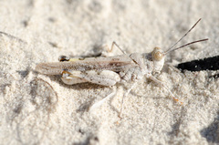 Heliastus subroseus