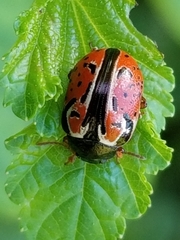Calligrapha spiraeae