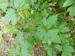 Toxicodendron radicans negundo
