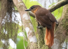 Streak-Breasted Treehunter photo 1