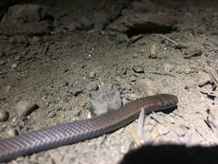 Contia tenuis