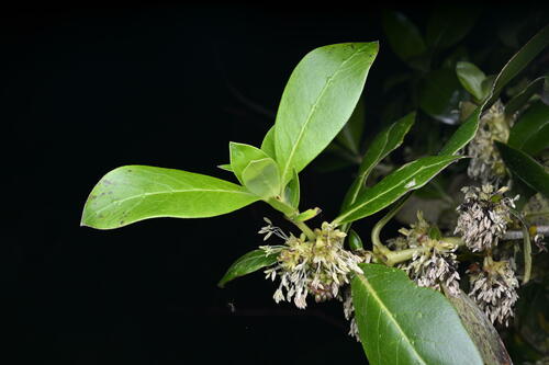 Coprosma robusta