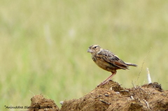 Mirafra assamica