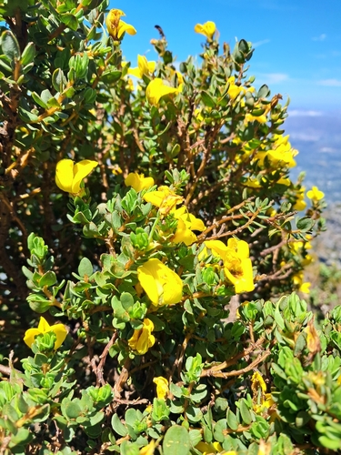 Table Mountain Honeybush (Cyclopia latifolia)