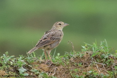 Mirafra assamica