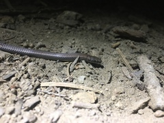 Contia tenuis