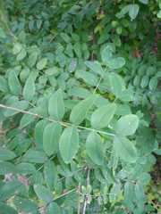 Caragana arborescens