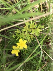 Hypericum lloydii