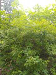 Caragana arborescens