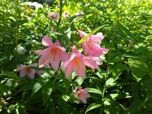 Lilium rubellum iNat (1)