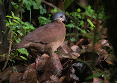 Chiriqui Quail-Dove photo 4