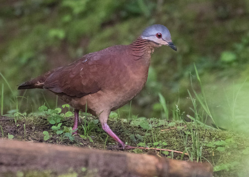 Chiriqui Quail-Dove