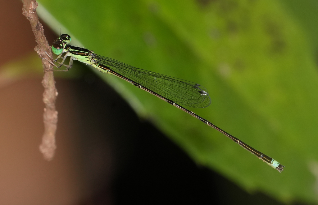 Furtive Forktail