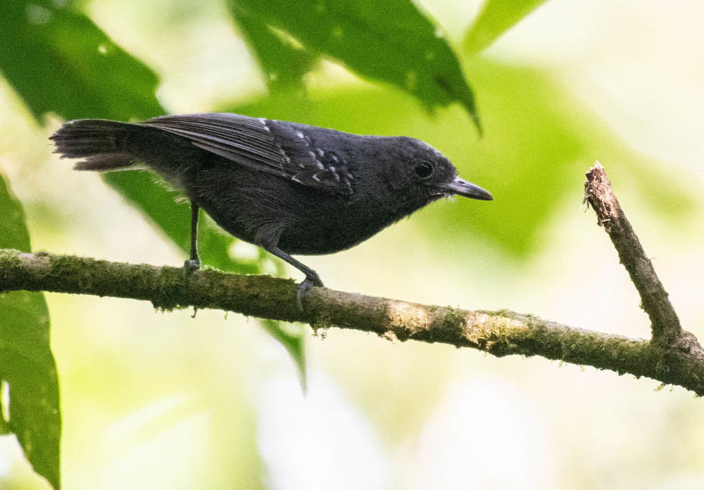 Slaty Antwren photo