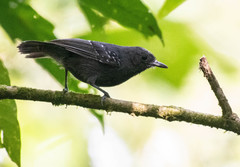 Slaty Antwren photo 1