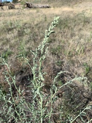 Chenopodium leptophyllum