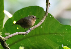 Slaty Antwren photo 2