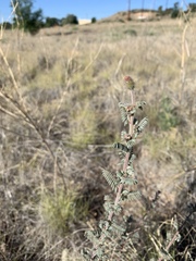 Dalea albiflora