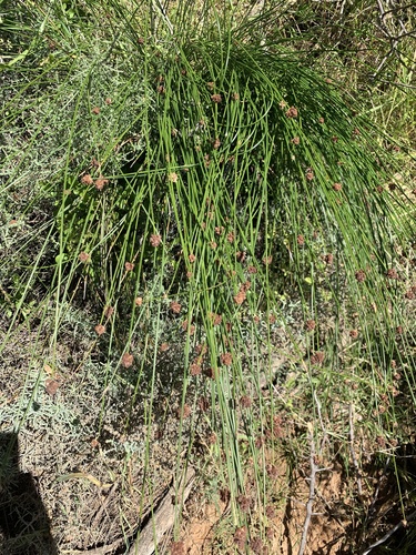 Image of Ficinia brevifolia by (c) Dave Richardson, some rights reserved (CC BY)
