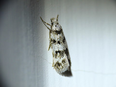 Pseudotelphusa scalella