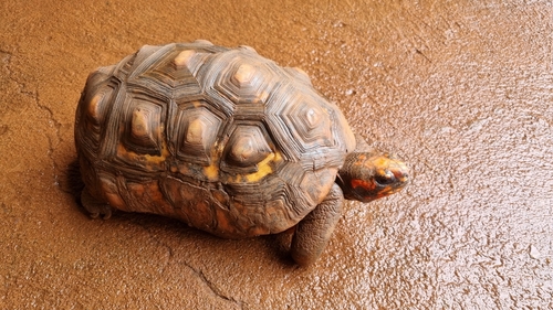 Red-footed Tortoise