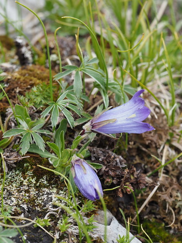 Campanula tridentata