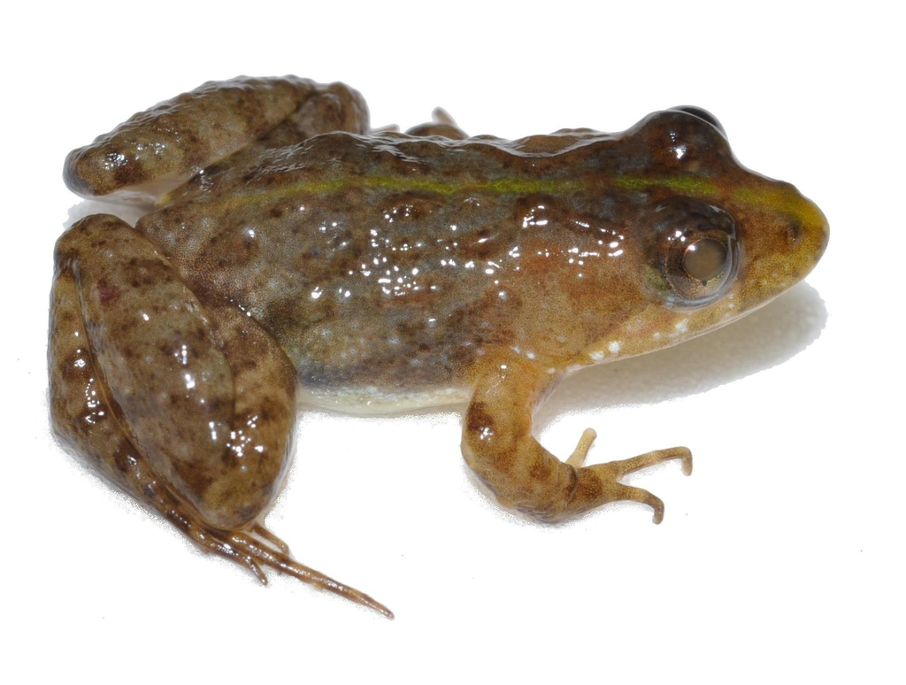 Pseudopaludicola facureae