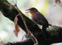 Tawny-Throated Leaftosser photo 4