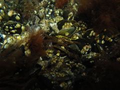 Taurulus bubalis