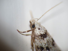 Pseudotelphusa scalella