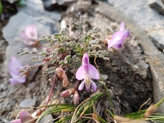 Astragalus nutzotinensis