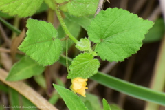 Sida cordata