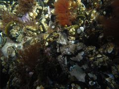 Taurulus bubalis