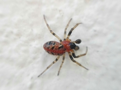 Alpaida versicolor