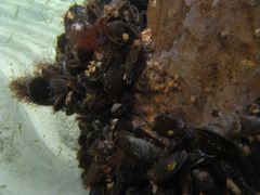 Membranipora membranacea