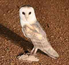 Tyto alba poensis