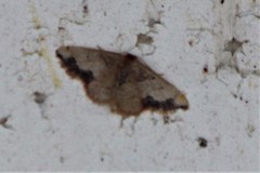 Idaea kendallaria