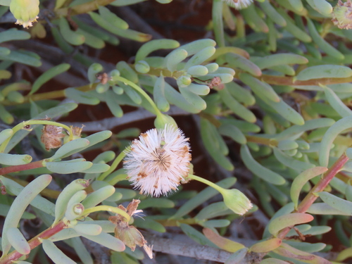 Crassothonna sparsiflora, photograph 3