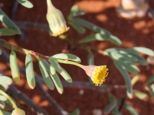 Crassothonna sparsiflora, photograph 2