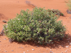 dune_ninja, CC0, iNaturalist via GBIF Crassothonna sparsiflora, photograph dune_ninja, CC0, iNaturalist via GBIF