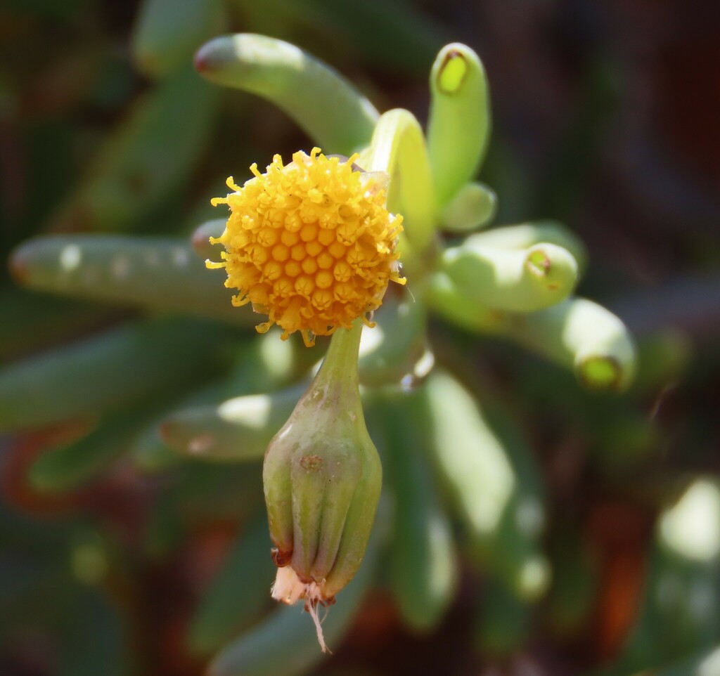 Crassothonna sparsiflora; photograph dune_ninja, CC0, iNaturalist via GBIF