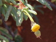 dune_ninja, CC0, iNaturalist via GBIF Crassothonna sparsiflora, photograph dune_ninja, CC0, iNaturalist via GBIF