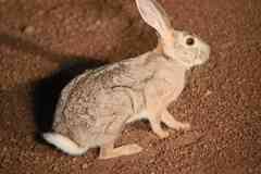 Lepus victoriae