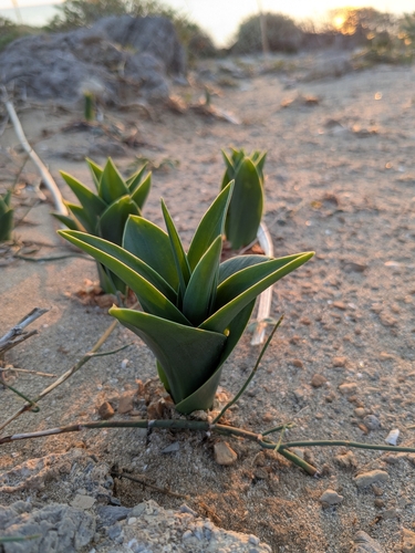 Drimia numidica
