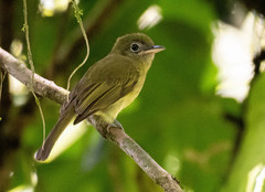 Eye-Ringed Flatbill photo 2