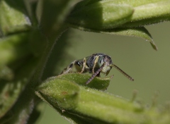 Nomioides