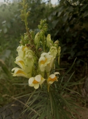 Linaria vulgaris