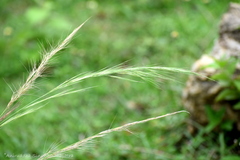 Aristida setacea