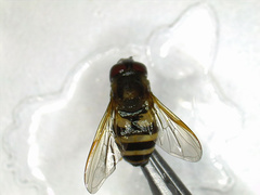 Syrphus knabi