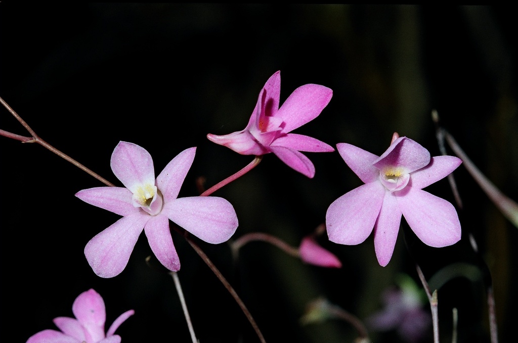 Dendrobium kallarense J.Mathew, K.V.George, Yohannan & K.Madhus.